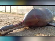 شہریوں کی لاپرواہی کے باعث انڈس ڈولفن شدید زخمی ہوکردَم توڑ گئی