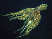 آکٹوپس اپنی بازؤوں سے کھانے کا ذائقہ محسوس کرتی ہیں