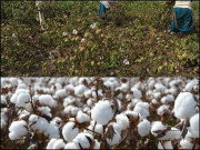 ایک نیا بحران مبارک