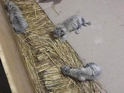 لاہور چڑیا گھر میں 15 سال بعد سفید ٹائیگر کے تین بچوں کی پیدائش