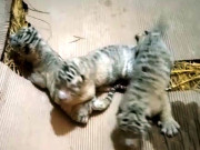 لاہور چڑیا گھرمیں 15 سال بعد سفید ٹائیگر کے ہاں 4 بچوں کی پیدائش