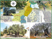 زیتون  صدیوں فائدہ دینے والی سرمایہ کاری