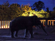 ’کاوان‘ ہاتھی خصوصی پرواز سے براستہ دلی کمبوڈیا پہنچ گیا