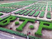 بلین ٹری سونامی یا قومی المیہ