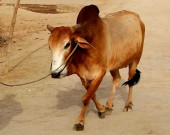 جاپان نے پاکستان پر جانوروں کی انتڑیوں کی برآمد پر عائد پابندی ختم کردی