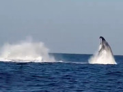 دنیا کی نایاب ترین وہیلز بلوچستان کے سمندر میں دیکھی گئیں