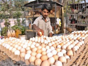 سردی بڑھنے کے ساتھ مرغی اور انڈوں کی قیمت میں بے پناہ اضافہ
