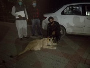 ن لیگ کی ریلی میں لایا جانے والا شیر تحویل میں لے لیا گیا 9 افراد پر مقدمہ