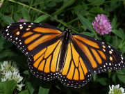 ماحولیاتی آلودگی کے باعث جگنو اور تتلیاں معدومی کا شکار