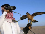 اماراتی شاہی خاندان کیلئے 150 نایاب باز کے ایکسپورٹ پرمٹ جاری کرنے کیخلاف جواب طلب