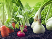 ملتان میں سیوریج کے پانی سے 24 کنال اراضی پر اگائی گئی سبزیاں تلف