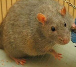 پاکستان میں چوہوں کی تعدادانسانی آبادی سے تجاوزکرگئی 