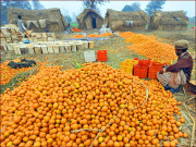 حکام کا رابطہ سری لنکا نے پاکستانی کینو پر عائد سیس میں اضافہ واپس لے لیا