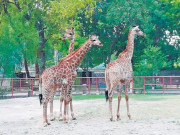 پنجاب کے چڑیا گھروں کے نایاب جنگلی جانور جن کے یہاں آج تک بچے پیدا نہ ہوسکے