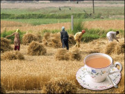 چائے سگریٹ کی عیاشی اور زبوں حال زراعت