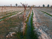 آرگینک لیکوئیڈ فارمولے سے کلر اور سیم زدہ اراضی پر باغات کی کاشت