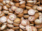 گھریلو سامان کی آڑ میں بیرون ملک سے لائی گئی 3 کروڑ روپے کی چھالیہ پکڑی گئی