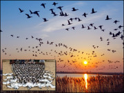 ہجرتی پرندوں کا غیر قانونی شکار اور انتظامی نااہلی