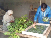 کورونا وبا اور لاک ڈاؤن ریشم سازی کا پیداواری ہدف پورا نہیں ہوسکا