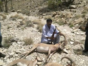 پنجاب میں نایاب نسل کے جانوروں کی ٹرافی ہنٹنگ کا فیصلہ