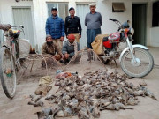 گوجرنوالہ اور دیگر شہروں میں چِڑوں کے نام  پر جنگلی پرندے کھلانے کا انکشاف