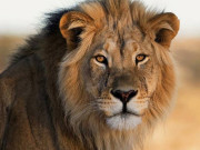 پنجاب میں شیروں اور ٹائیگرز کی نئی قیمتوں کے تعین میں تاخیر