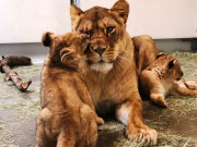 سفاری پارک میں افریقی شیرکے دو بچوں کی پیدائش