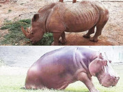 کورونا وبا کے دوران لاہورچڑیا گھرمیں جانوروں کے جوڑے بنانے کا خواب ادھورا