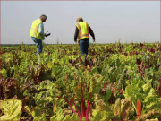 سندھ ہائی کورٹ کا گٹر کے پانی سے سبزیاں اگانے  کے خلاف فائنل آپریشن کا حکم