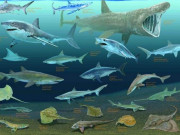 پاکستان سمیت دنیا میں شارک اور رے کی کئی اقسام معدومیت کے قریب