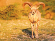 سالٹ رینج کی جنگلی حیات سے متعلق پہلی دستاویزی فلم تیار