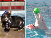 ڈولفن کے کرتب سے بھرپور شو8 جنوری سے شروع ہوگا