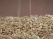 پاکستانی ماہرین نے کم گلوٹن اور وٹامن ای سے بھرپور گندم تیار کرلی