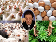 مرغیاں انڈے کٹے اور اب بھنگ