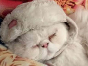 پشاور پولیس نے ٹک ٹاکر بلیّ کو بازیاب کروالیا