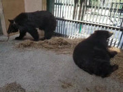 وائلڈ لائف نے  لڑائی میں استعمال ہونے والے نایاب کالے ریچھ بازیاب کروالیے