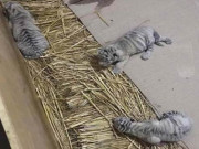 لاہورچڑیا گھرمیں سفید ٹائیگرکے بچے کورونا سے ہلاک ہونے کا شبہہ