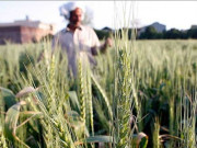 زرعی ماہرین کی طرف سے کسان پورٹل بنانے کی تجویز