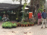 لاہور میں بزنس حب کے قیام کے لیے 50 سال پرانی نرسریاں ختم کردی گئیں