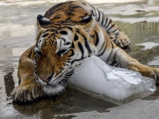 لاہور چڑیا گھر کے معذورجانوروں کو پُرسکون موت دینے پرغور