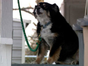 مالک کے انتقال کے بعد 50 لاکھ ڈالر پالتو کتے کو منتقل