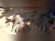 مٹھی میں بھارت سے آنے والے چیتے کو مقامی افراد نے ماردیا