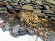 چترال میں نایاب نسل کا برفانی چیتا پہاڑ سے گر کر زخمی ہوگیا