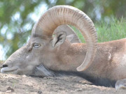 پنجاب میں جنگلی حیات کی افزائش اورتحفظ کے لئے قواعد میں ترمیم