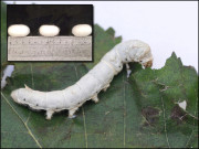 ریشم کے کیڑوں کی غذا میں تبدیلی سے مضبوط ریشم تیار