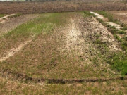 پنجاب میں 100 سال سے کلراور شورہ زدہ زمینوں کو قابل کاشت بنانے کا کامیاب تجربہ