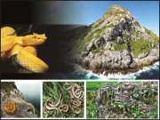 اسنیک آئی لینڈ