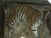 لاہور سفاری میں برسوں بعد رائل بنگال ٹائیگر اور عربین آڈکس کے ہاں بچوں کی پیدائش