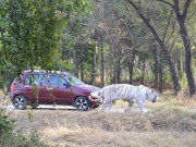 لاہورسفاری میں ٹرین چلانے سمیت مختلف منصوبے شروع کرنے کا فیصلہ