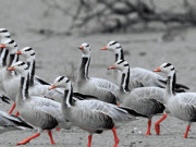 پنجاب میں جنگلی حیات بریڈنگ سینٹرکی رجسٹریشن فیس میں 5 گنا اضافے کی تجویز